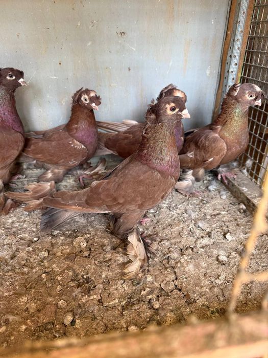 Каптарла сотилади кабутар, kaptar, голубь