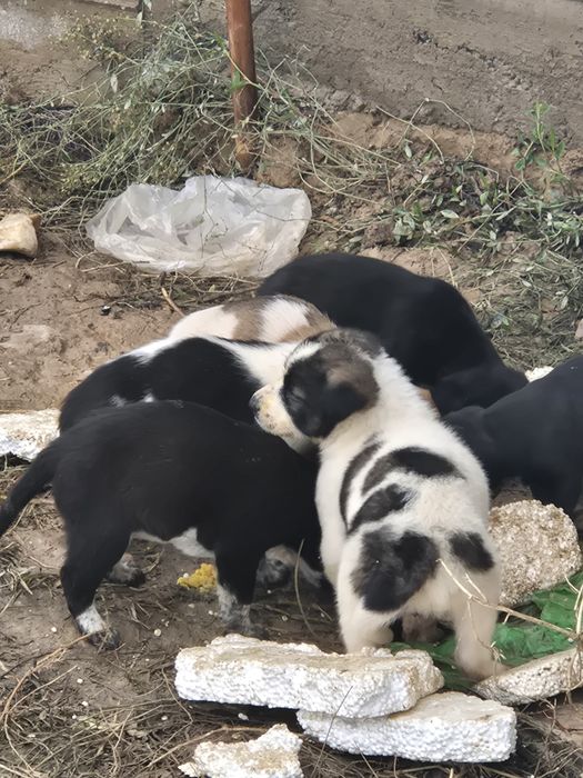 Отдам в добрые руки  щенки.