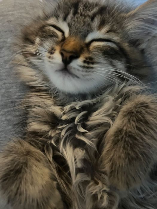 Отдам кошку в хорошие руки