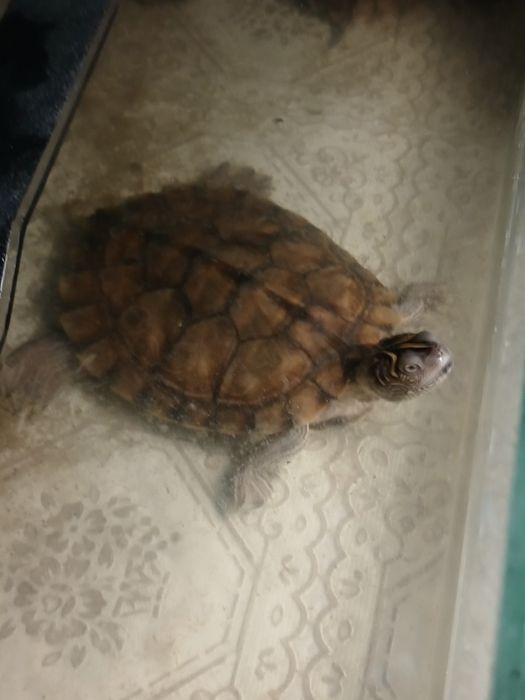 Vând un mascul de broasca testoasa