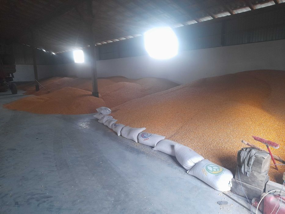 Porumb, grau, orz, cereale