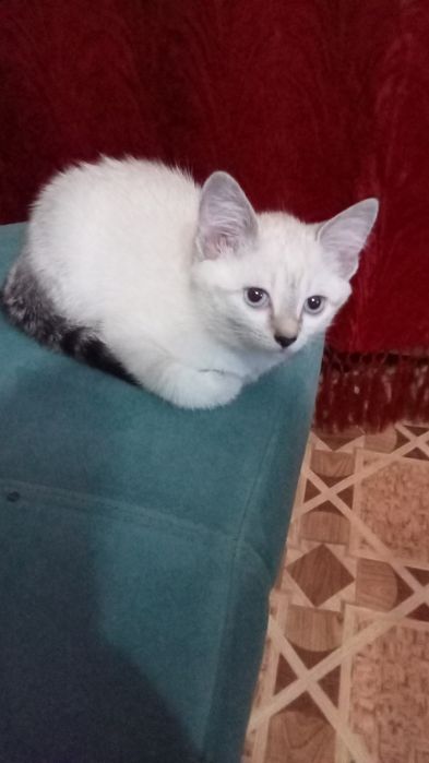 Отдам котят в надёжные добрые руки.