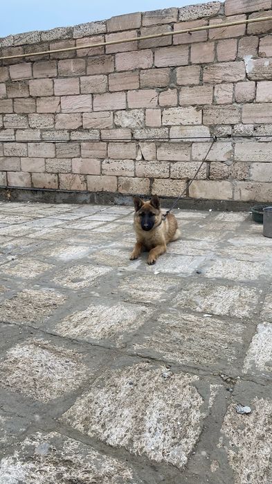 Овчарка күшігі сатылады