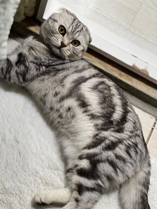 Продам кота скоттиш фолд