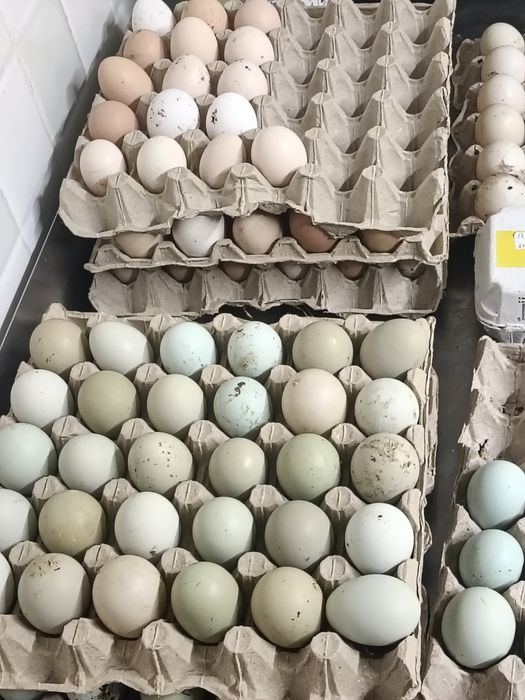 Oua verzi pentru incubat