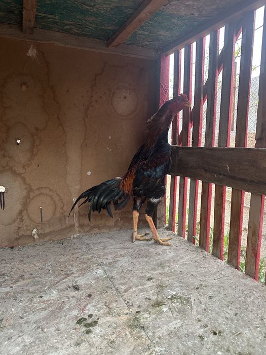 Каны таза заттар.