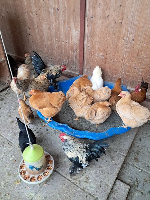 Vând Găini de Rasă Viandote pitici pe diferite culori