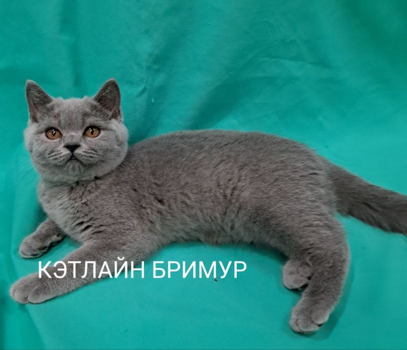 Британские котята