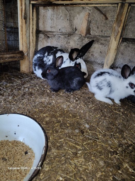 Продам кроликов от 1,5 мес.