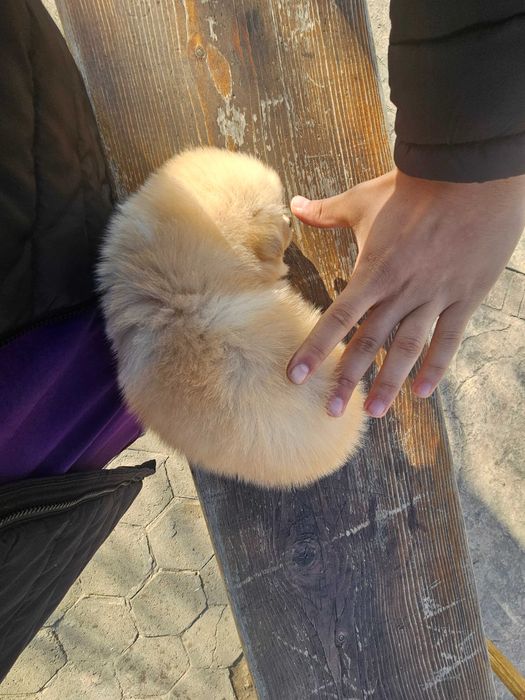 Мини померан на почти 2 месеца