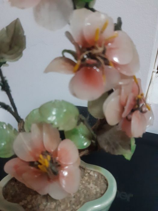 Pomișor (bonsai)jad