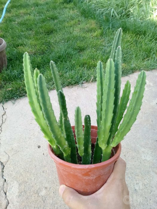 Стапелия /  Stapelia grandiflora