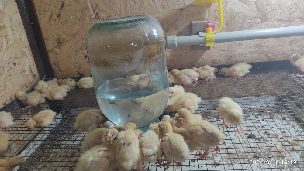 Перепела . Перепелка . Бөдене.