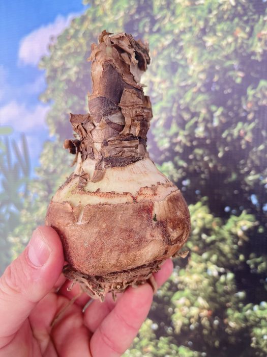 Амариллисы в продаже