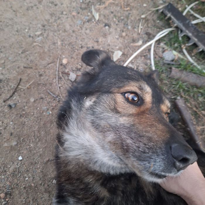 Отдам собаку в хорошие руки