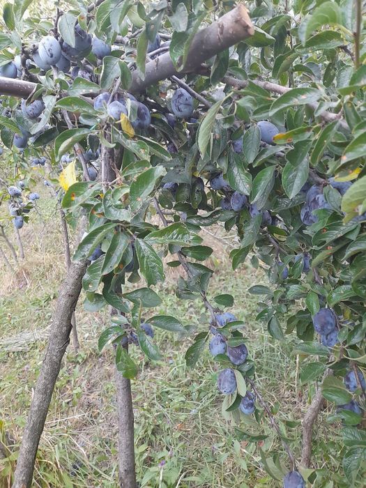 Vand prune 350kg