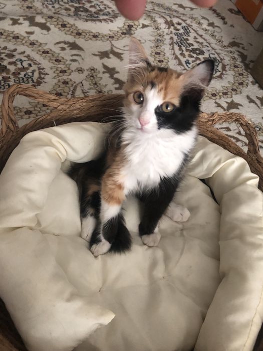 Котёнок девочка 4 месяцев