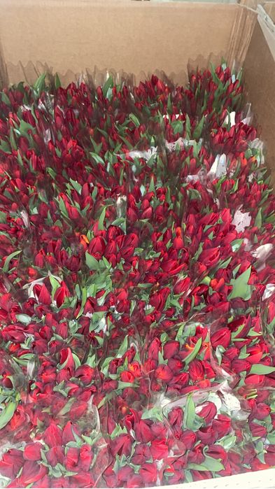 Тюльпан Астана