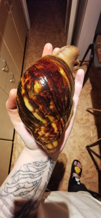 Vând melci uriași Archachatina Marginata Ovum XXL linie Jumbo mix