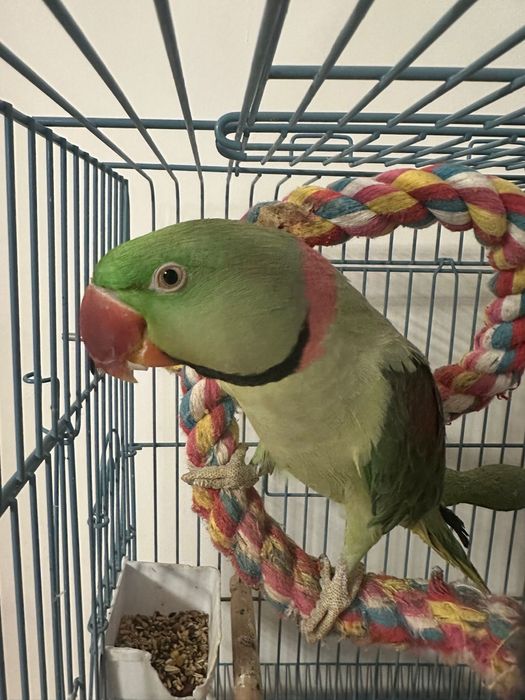 Papagal Marele Alexandru