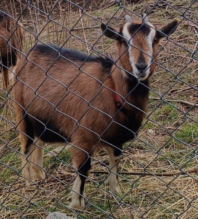 Alpin franceză cu ied