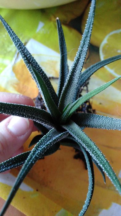 Продам детки хавортии