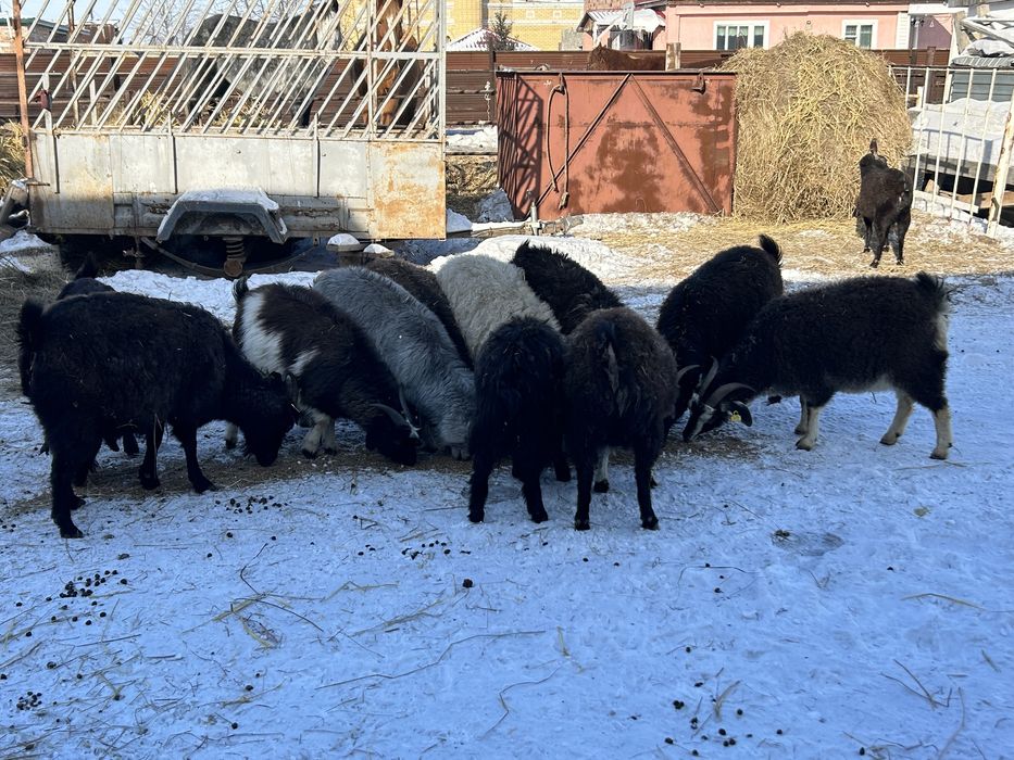 Продам коз 12 коз с козлятами