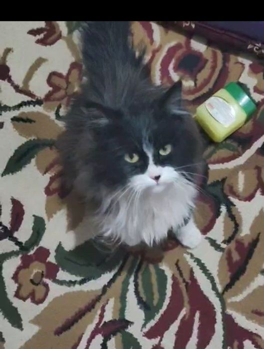 Mushuk sotiladi qiz bola