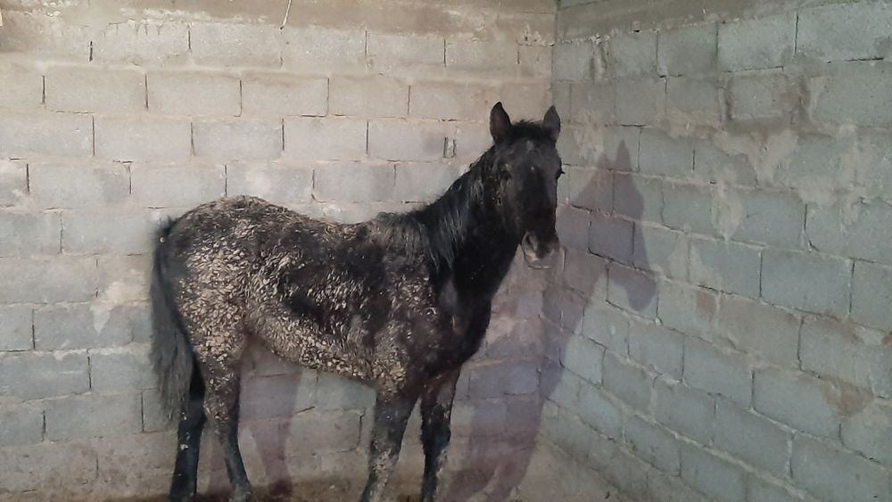 Тай сатылады, ургашы