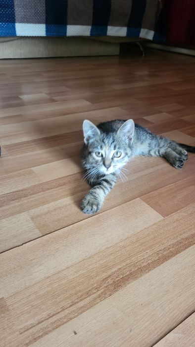 Отдам котёнка девочка!
