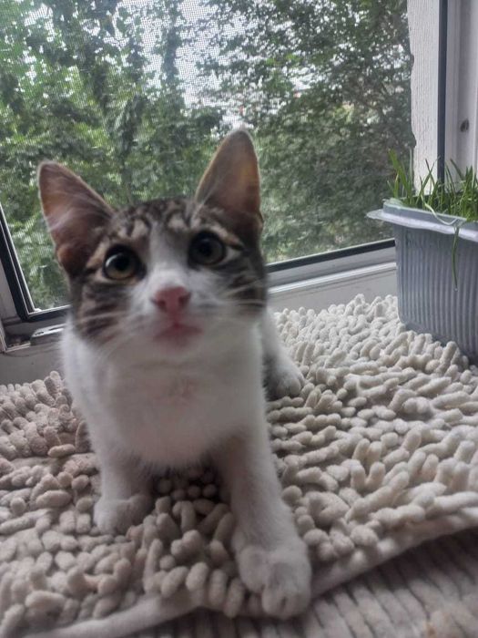 Отдам кошку,добрые руки,к туалету приучена !