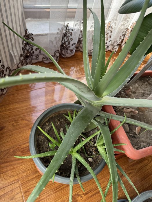 Продам цветы Алоэ