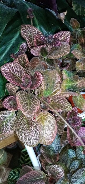 Продам эписции, гинуру вариегатную