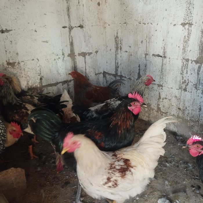 Продам куры домашние