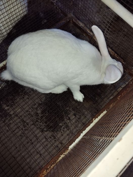 Сотилади гуштга куенлар  4-5 кг чикиб колади