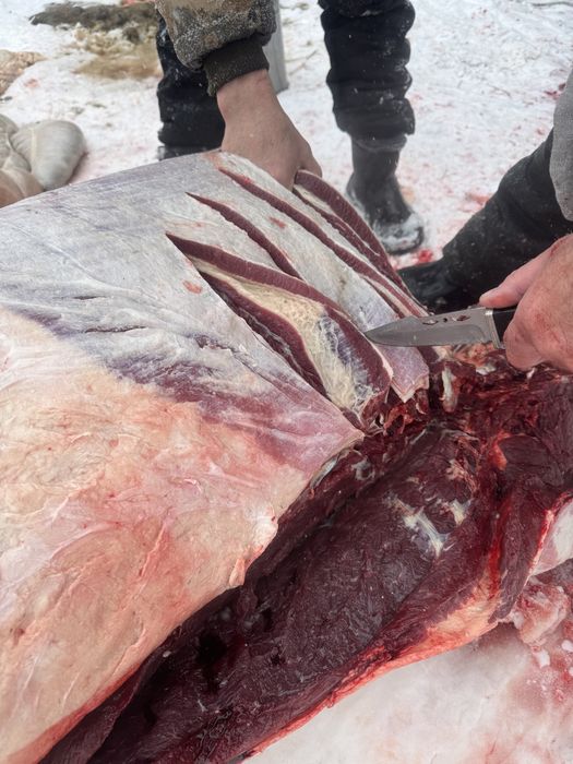 Мясо конины! Жылқы еті аяқтап