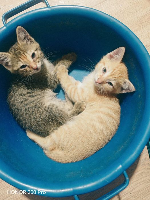Отдам котенка и кошечку