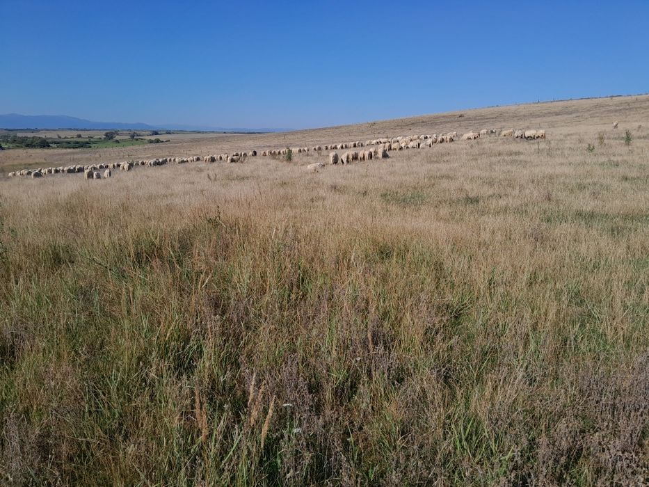Vând telemea de oaie din Sibiu