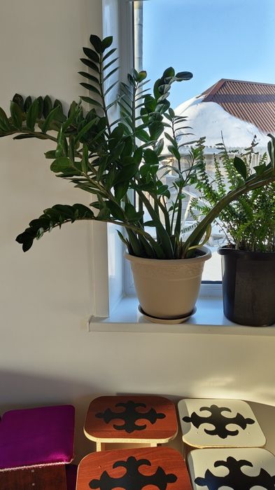 Продаю домашние цветы