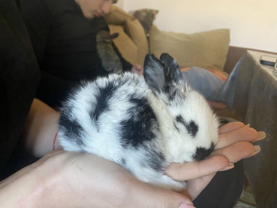 Продавам майки зайки, малки зайчета, мъжки за заплождане