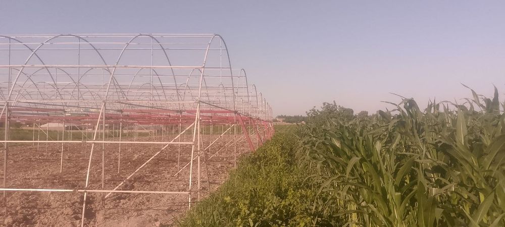 Issiqxona ( теплица) yasab o'rnatib beramiz
