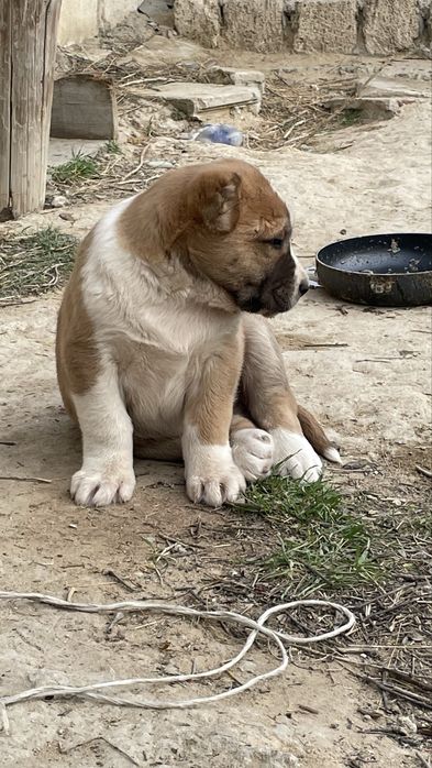 Алабай күшіктер сатылады