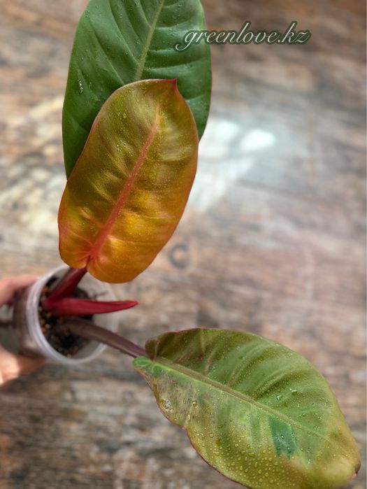 Филодендроны в ассортименте