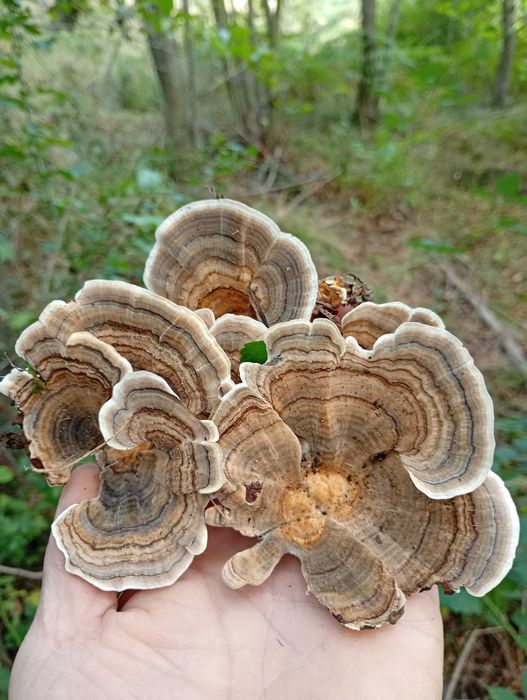 Trandafirul de iarna ciuperca medicinala