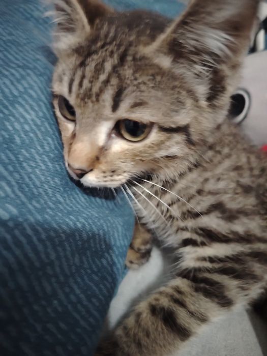 Отдам котёнка в добрые руки,