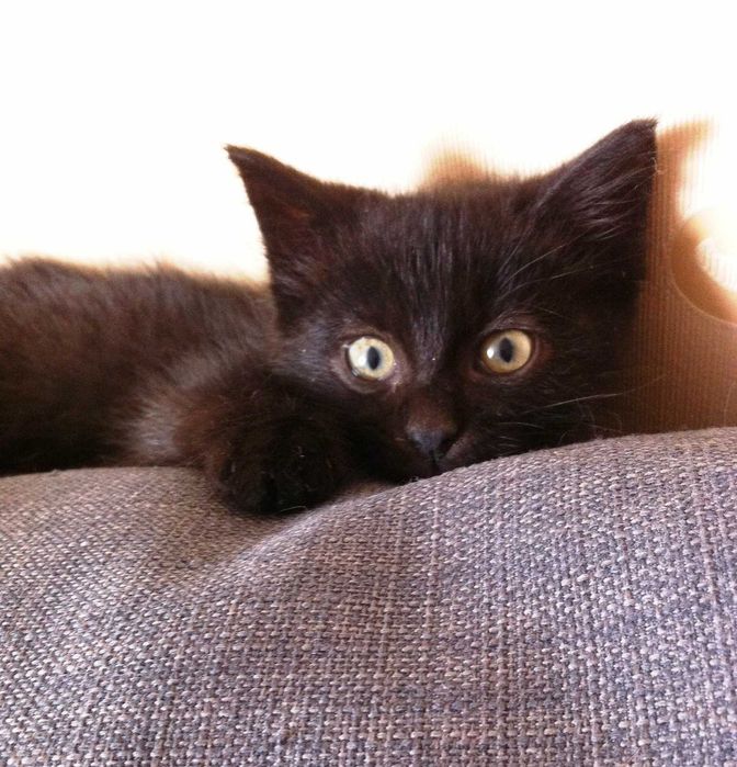 Котят в Добрые руки