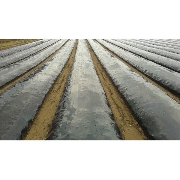 FOLIE MULCIRE NEAGRA 5.2 x250m=555lei; 6.2x250m=655 lei; 4.2x250m