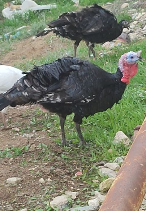 Үндік Қара Қораз прастои