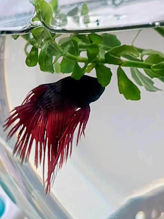 Disponibilii mascul betta crowntail+ bol