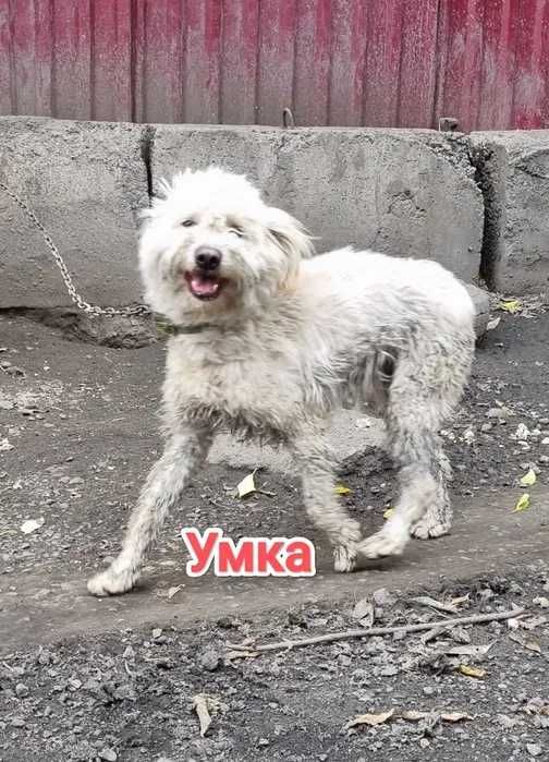 Дарю в добрые и ответственные руки